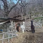Апартаменты Casa Degli Alpaca