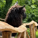 Casa Degli Alpaca Bellano