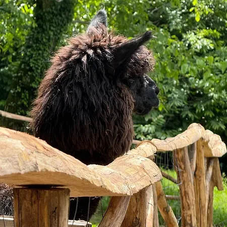 Apartament Casa Degli Alpaca *