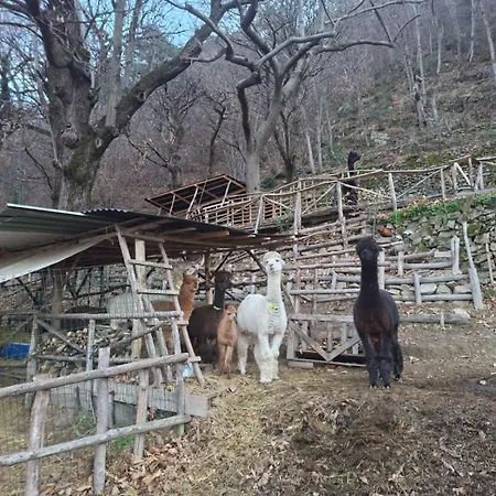 Casa Degli Alpaca *