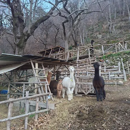 Lägenhet Casa Degli Alpaca