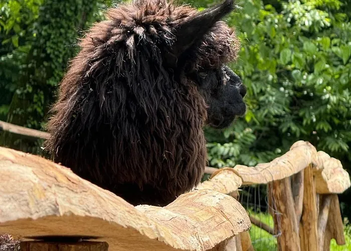 Casa Degli Alpaca Bellano