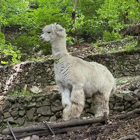 Apartament Casa Degli Alpaca Bellano