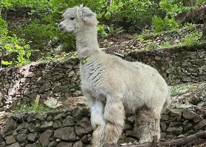 Casa Degli Alpaca